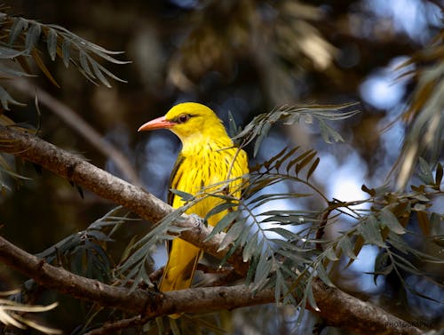 Golden Oriole Bird on Branch