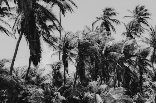 Ingyenes stockfotó dzsungel, erdő, fekete-fehér témában