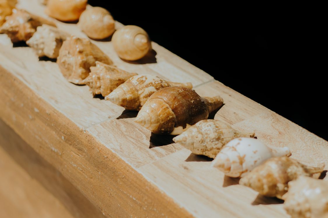 Seashells on Wooden Shelf · Free Stock Photo