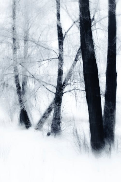 Imagine de stoc gratuită din alb-negru, arbori, fără frunze