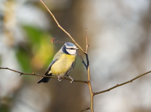 Free A vibrant blue tit bird perched on a branch in its natural setting, showcasing wildlife beauty. Stock Photo