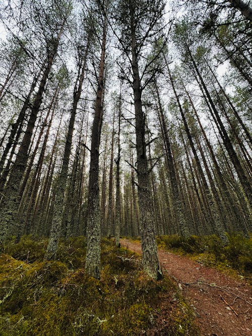 Tall Trees of Conifer Woodland