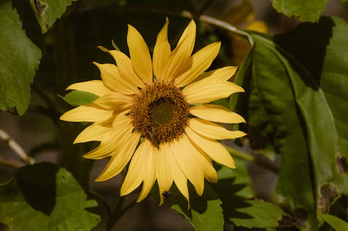 Foto d'estoc gratuïta de flor, floració, fulles