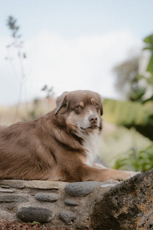 Brown and White Dog on Rock