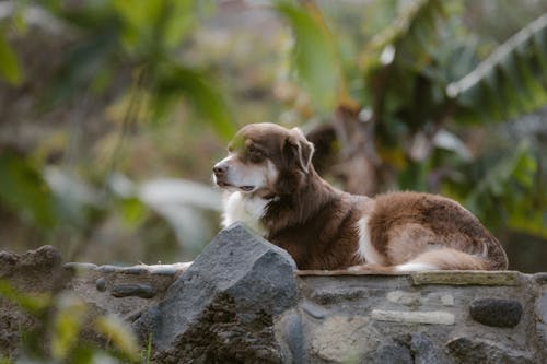 Brown and White Dog Lies on Rock