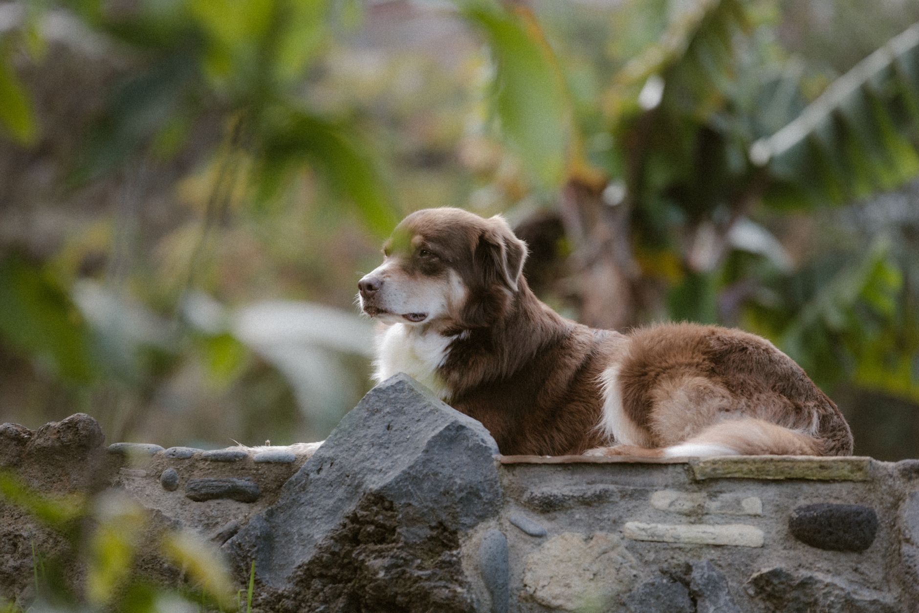 Portrait of a dog at a veterinary clinic