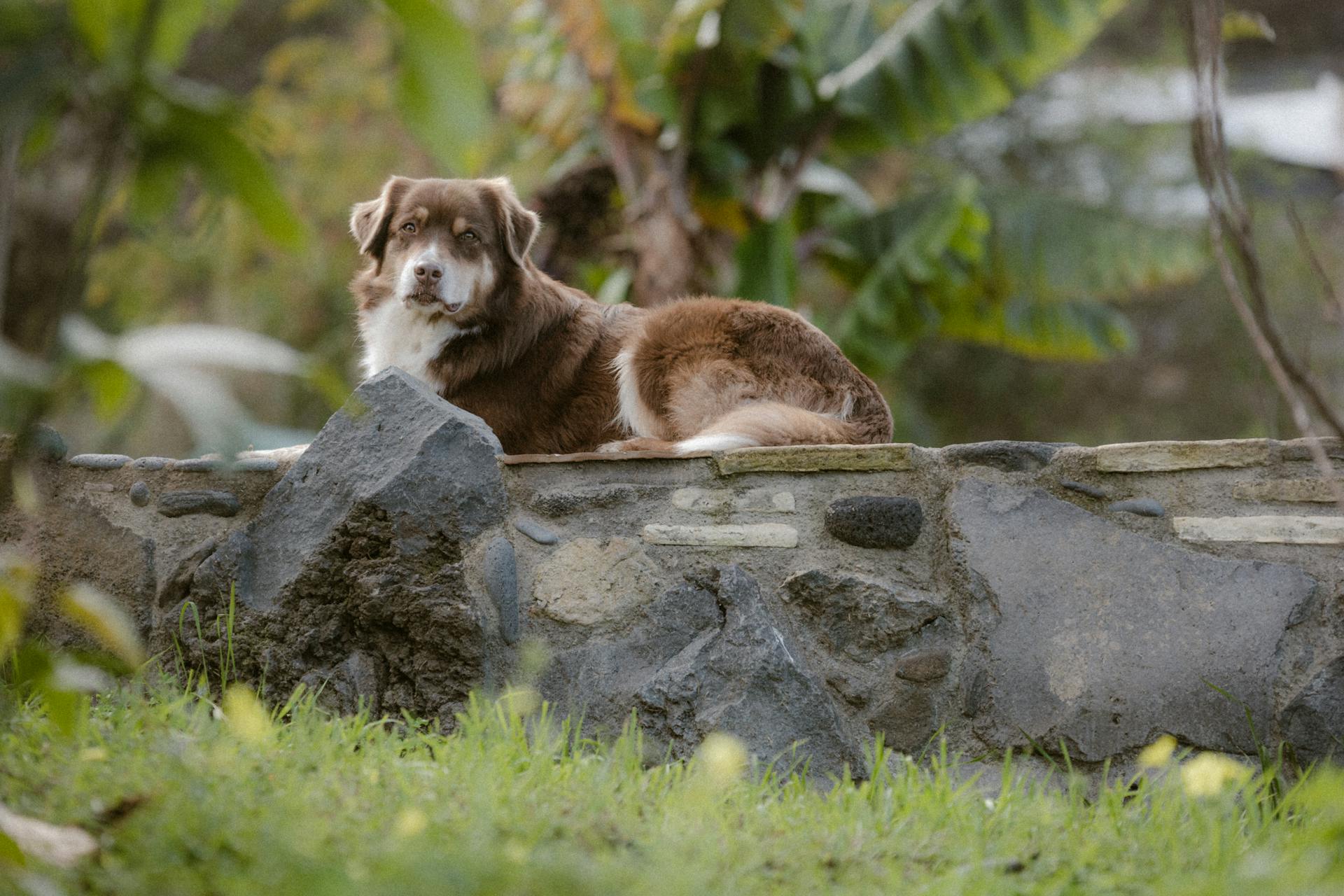 Brown Australian Shepherd Lying on a Stone Wall