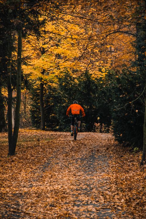 Free A man riding a bicycle down a tree-lined park path covered with fall leaves. Stock Photo