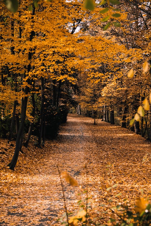 Herbststraße Mit Blättern Bedeckt