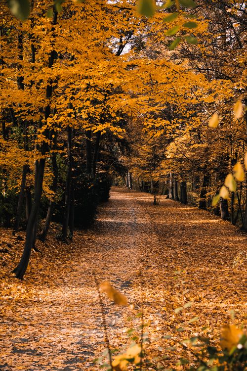 Free A picturesque forest path filled with vibrant yellow autumn leaves. Stock Photo