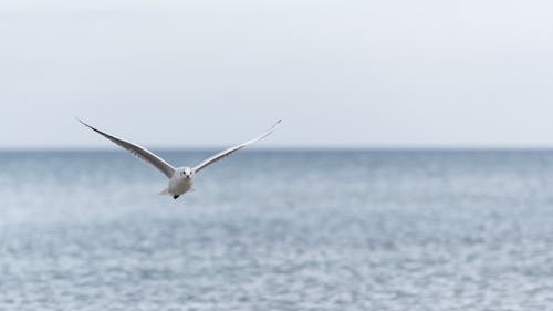 Seagull Flying Over the Ocean