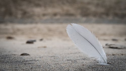 White Feather in Sand