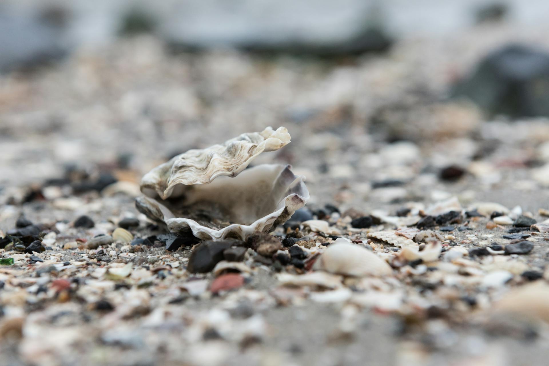Empty Clamshell in the Sand