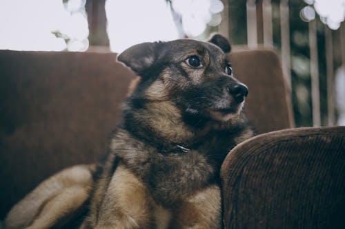 бесплатная Собака на диване Стоковое фото