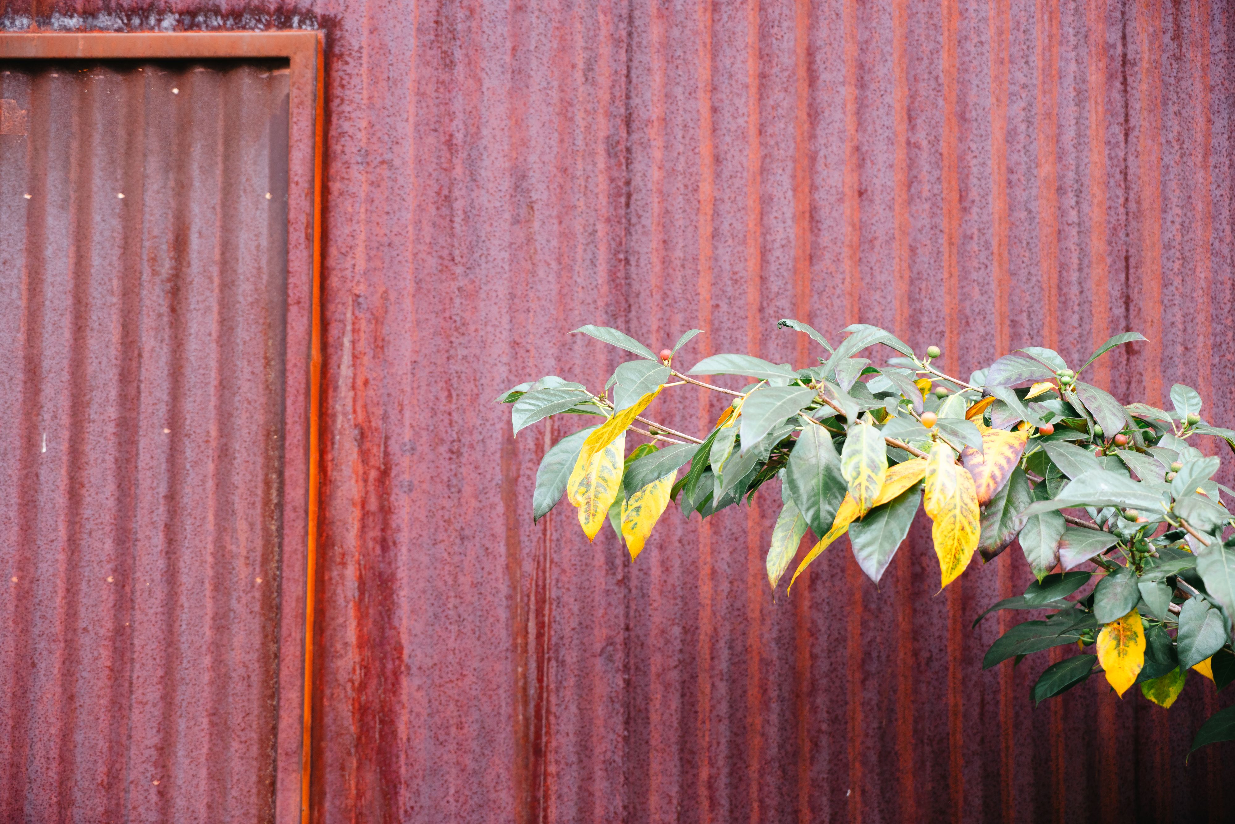 A lush branch with colorful leaves contrasts a textured rusty metal facade.