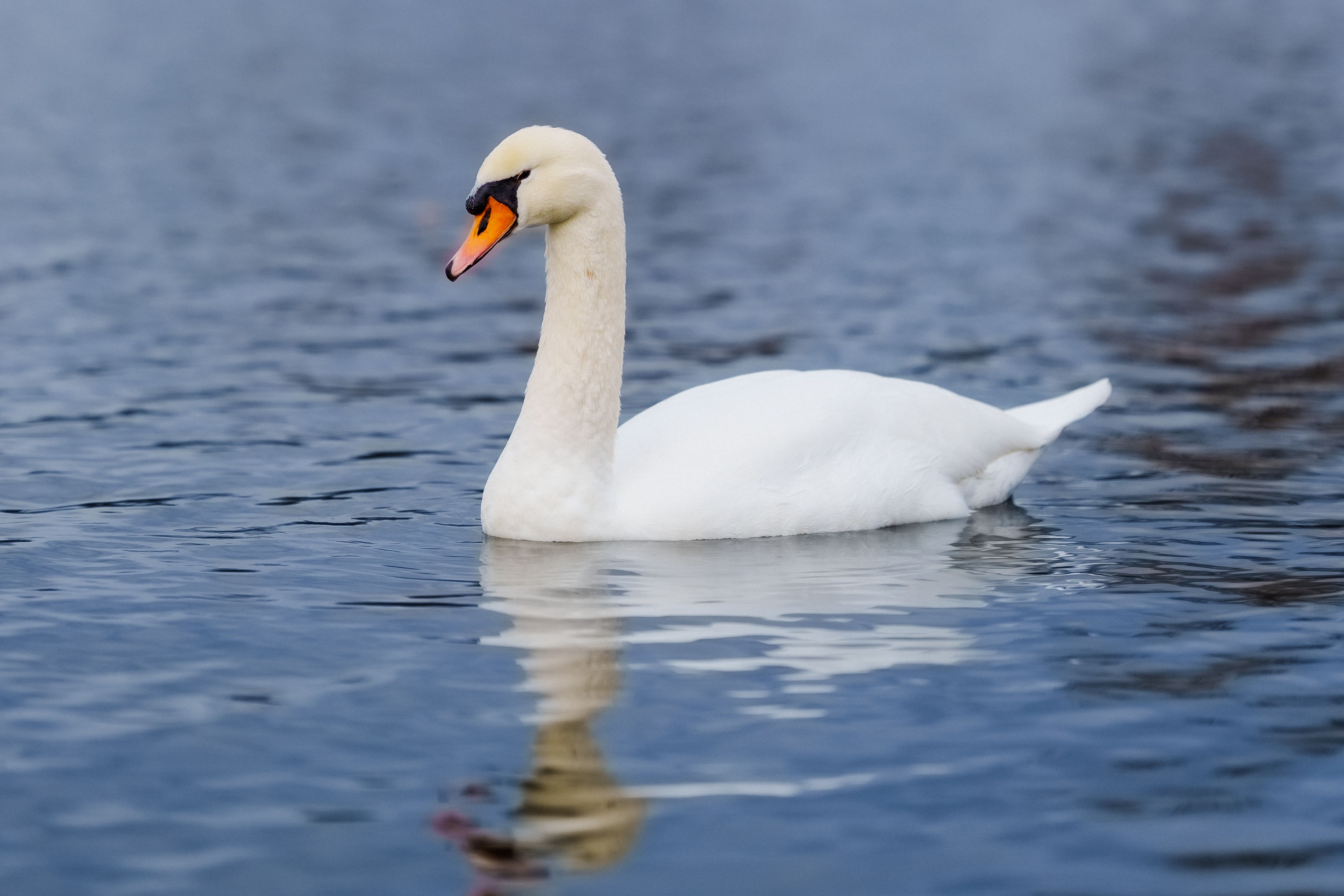 Close-up of a Swan Swimming in a Lake · Free Stock Photo