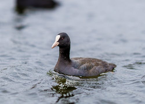 Close-up of a Eurasian Coot Swimming in a Lake 