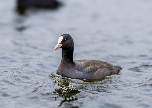 Foto d'estoc gratuïta de animal, au, enfocament selectiu