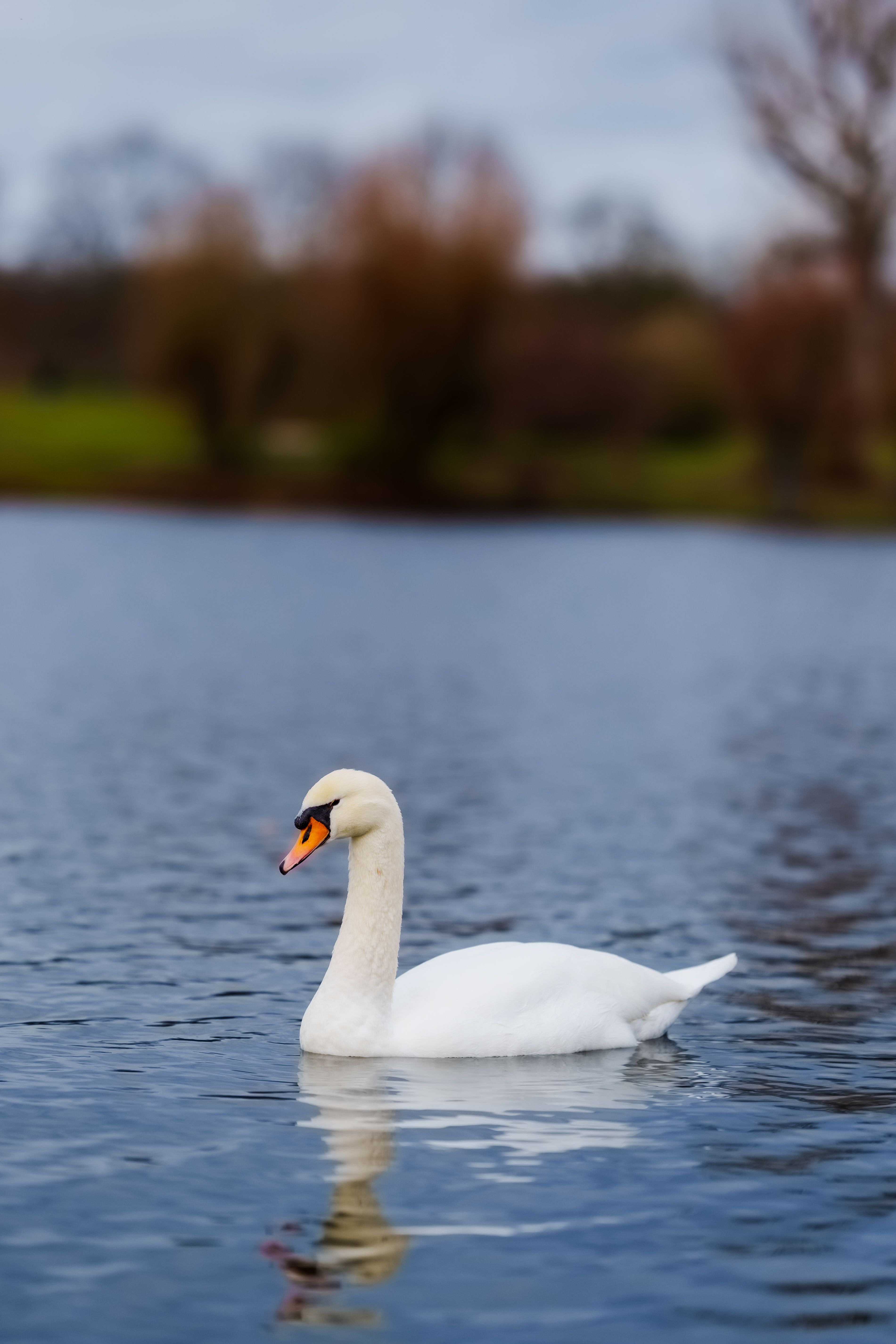 Close-up of a Swan Swimming in a Lake · Free Stock Photo