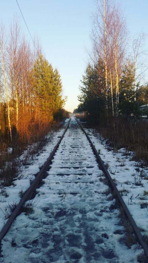 ağaçlar, azalan perspektif, demir yolu içeren Ücretsiz stok fotoğraf