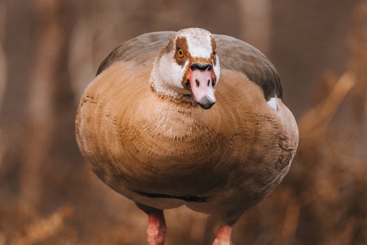 Close Up Of Duck