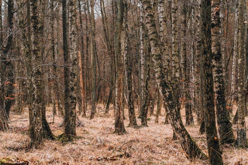 Forest in Autumn