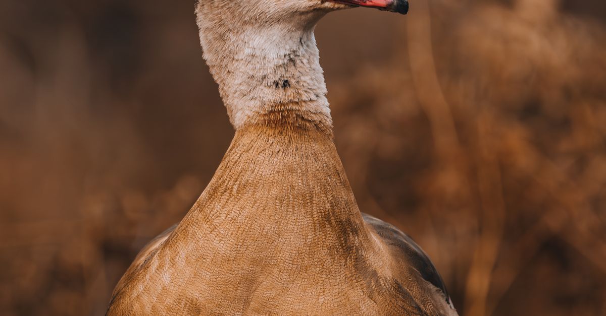 Fall Light Goose Egyptian Goose in Fall · Free Stock Photo