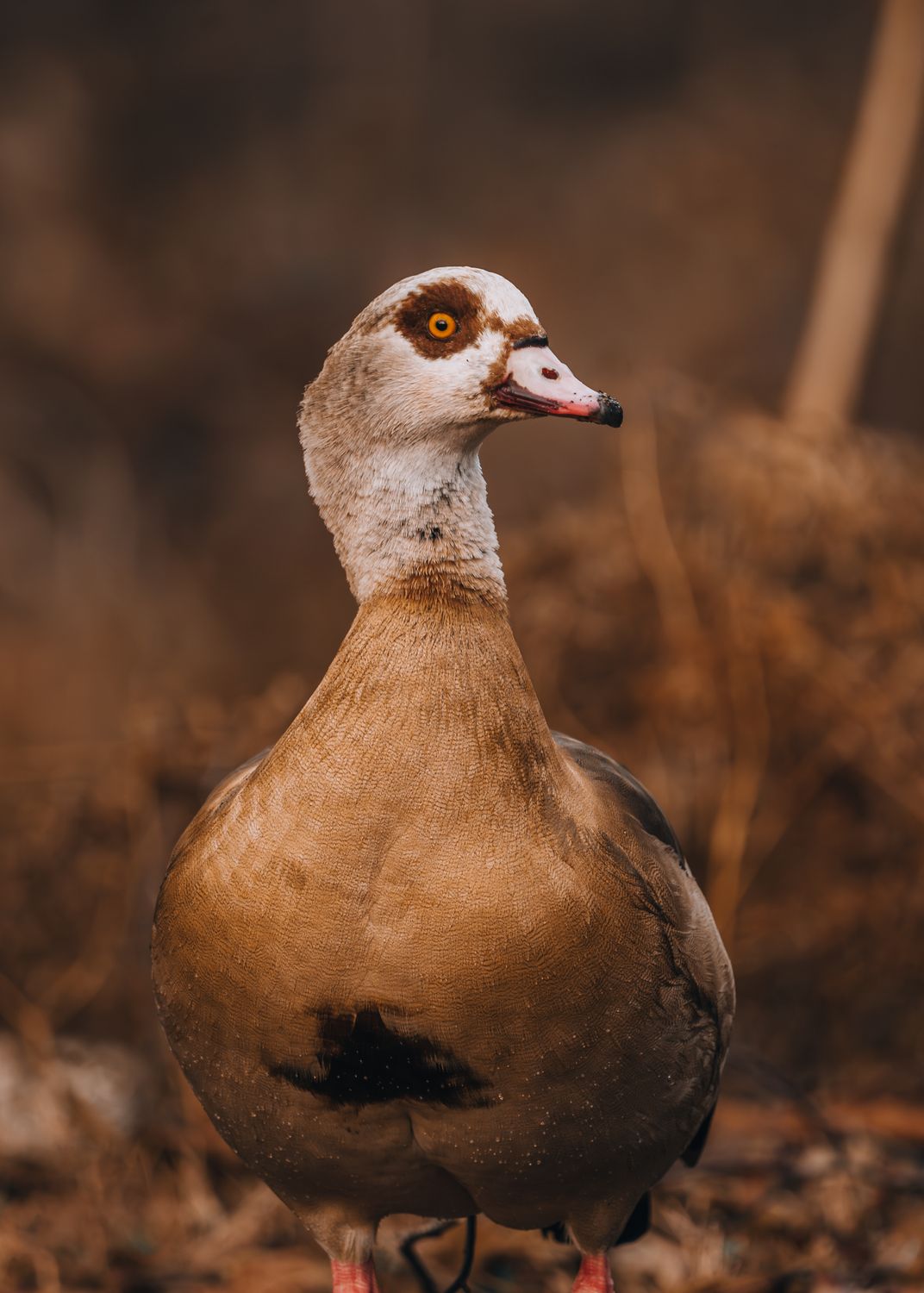 Fall Light Goose Egyptian Goose in Fall · Free Stock Photo
