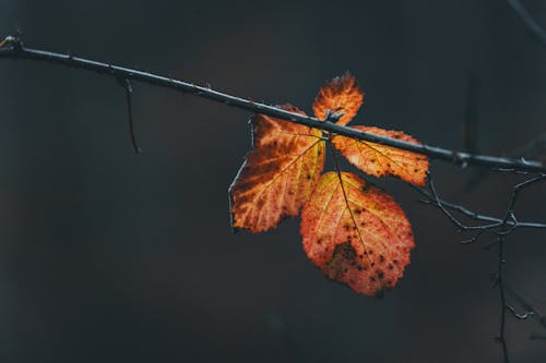 Close-up of an Autumn Leaf on a Branch 