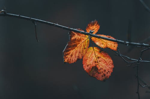 Free A close-up of a vibrant autumn leaf on a bare branch, showcasing fall colors and natural beauty. Stock Photo
