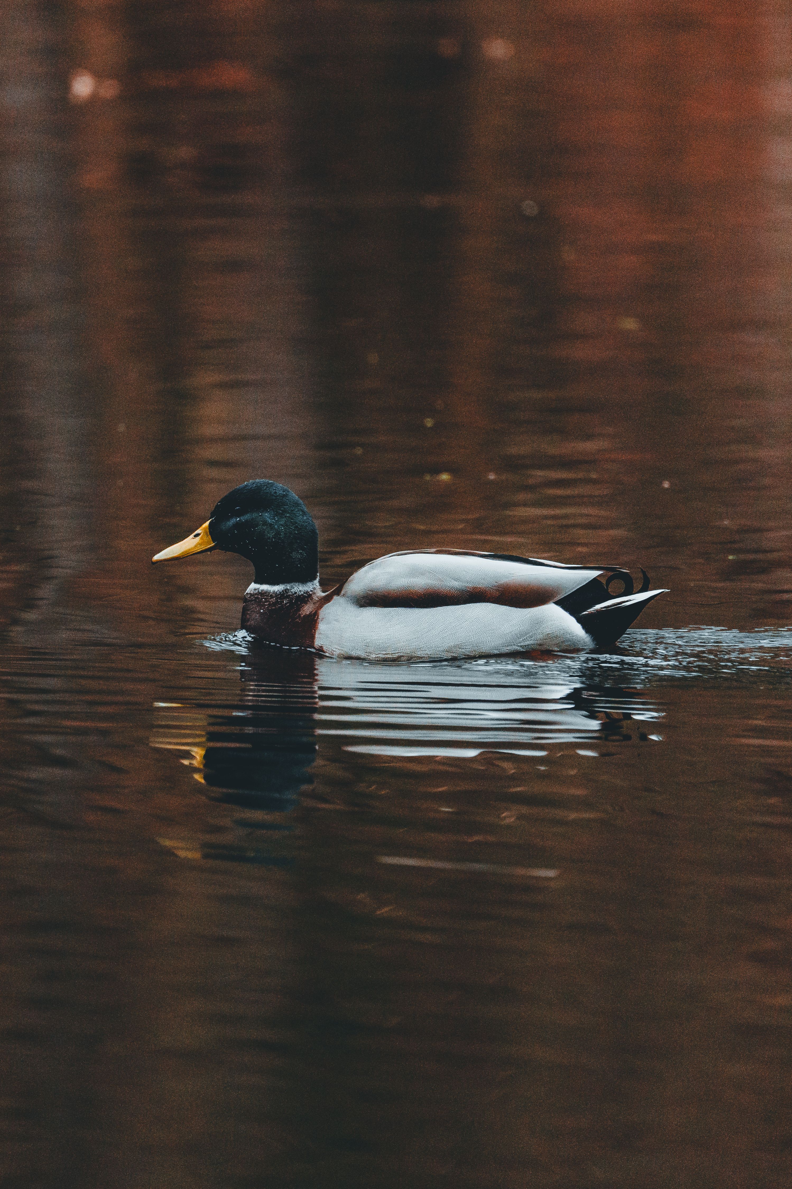 Mallard Duck in River · Free Stock Photo