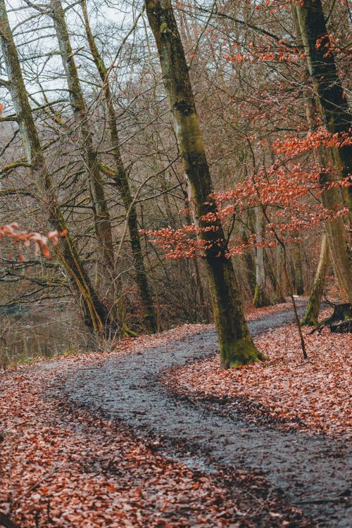 Free Peaceful footpath through a vibrant autumn forest with fallen leaves. Stock Photo