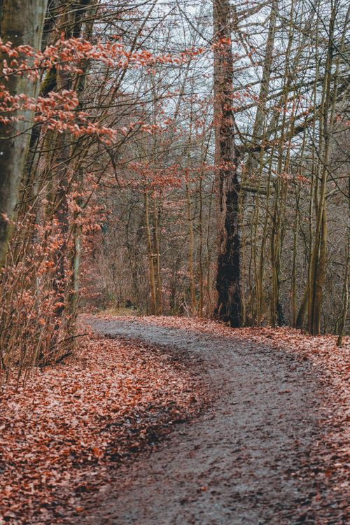 Free A serene forest pathway covered with fallen autumn leaves offering a tranquil escape. Stock Photo