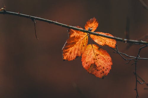 Gratis stockfoto met bladeren, gebladerte, herfst