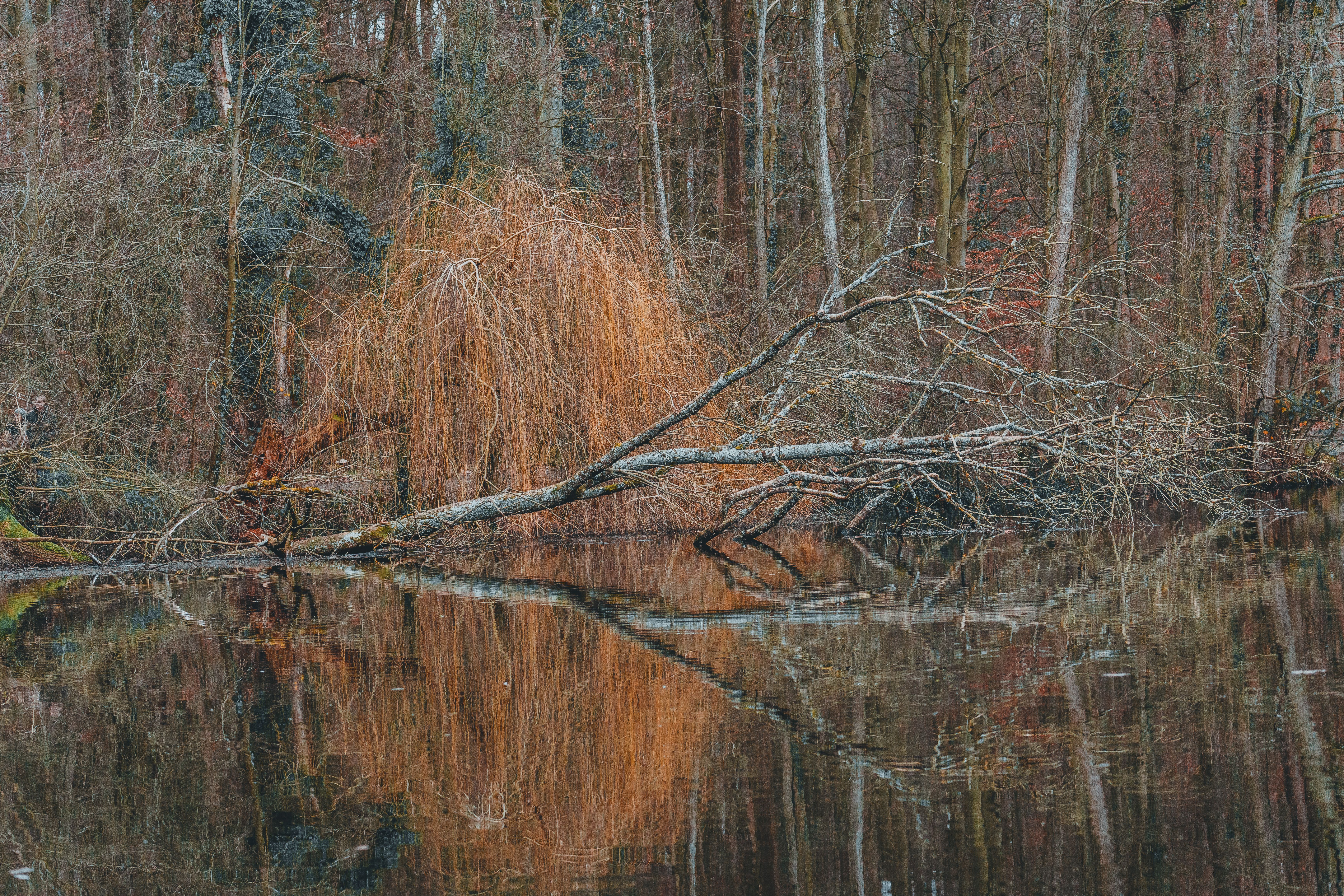 A tranquil autumn lake scene with bare trees and reflections capturing late fall's essence.