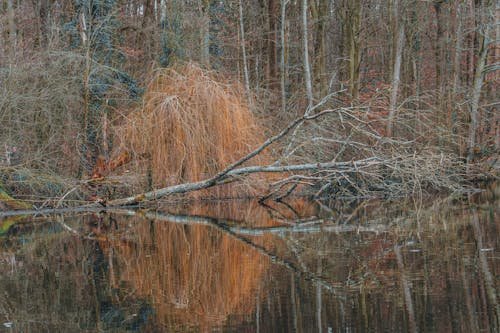 Fotos de stock gratuitas de arboles, caer, lago