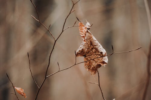 下落, 乾燥, 分支機構 的 免费素材图片