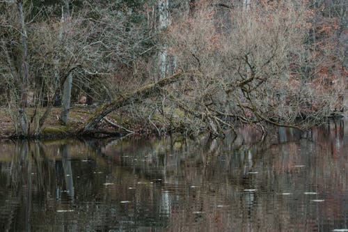Leafless Trees Leaning into a Lake 
