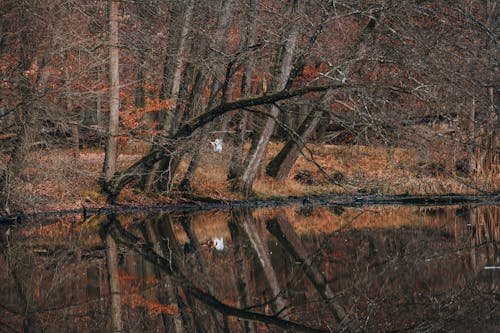 가을, 강, 공원의 무료 스톡 사진