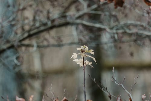 Gratis stockfoto met bladeren, detailopname, fabriek