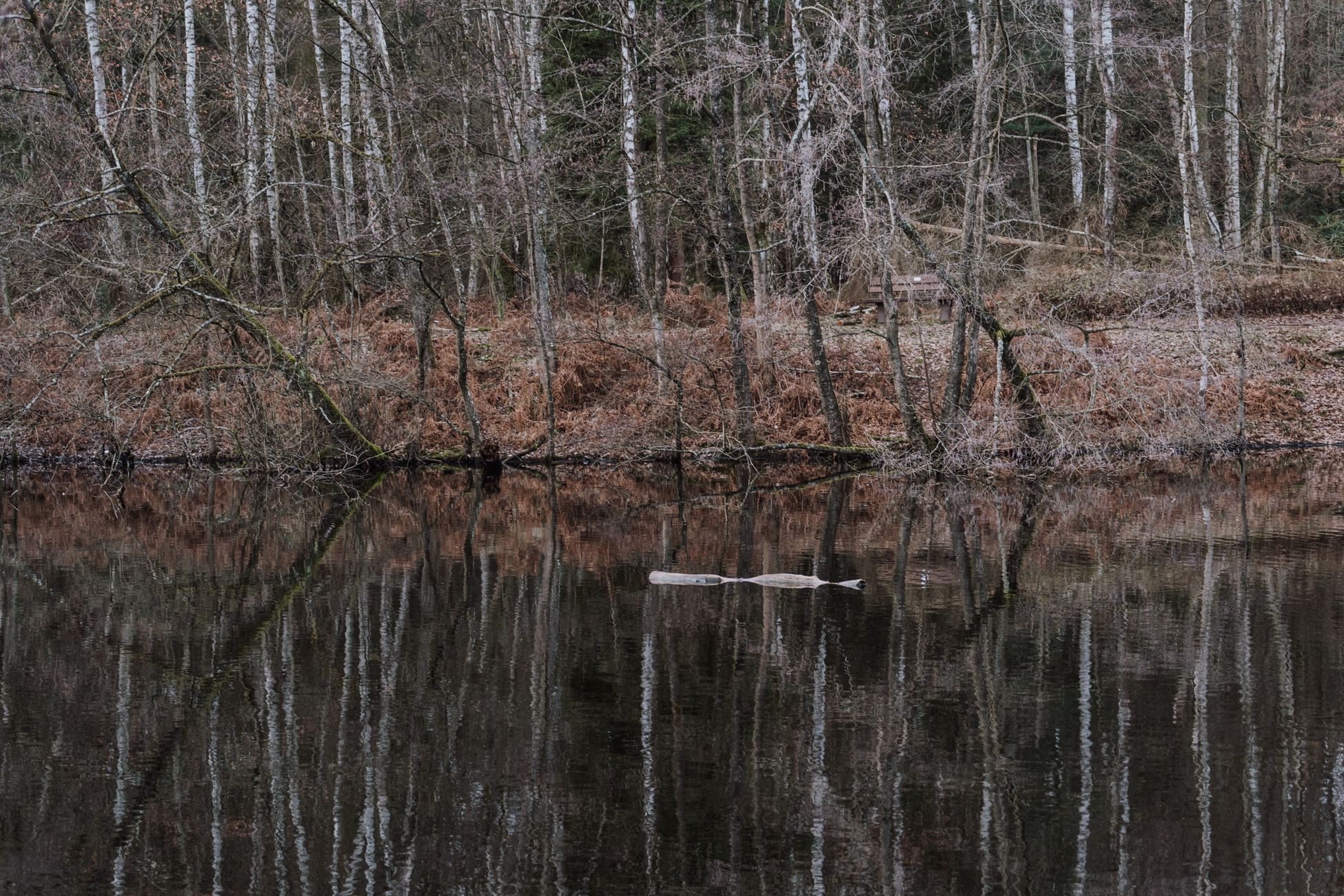 Atlantic Sturgeon Reproduction Creates Loud Noise in Hudson River