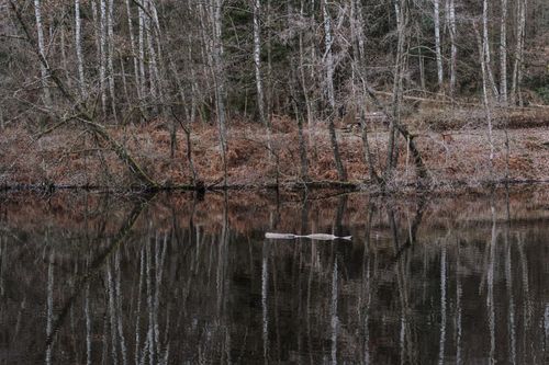 Free Peaceful image of a mirrored lake surrounded by bare trees in autumn, showcasing natural beauty and serenity. Stock Photo
