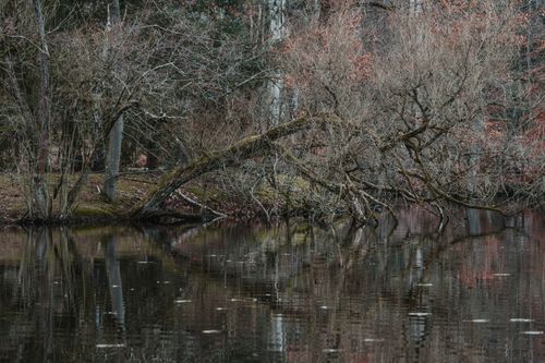 Free Calm autumn lake reflecting bare trees, capturing a tranquil park scene. Stock Photo