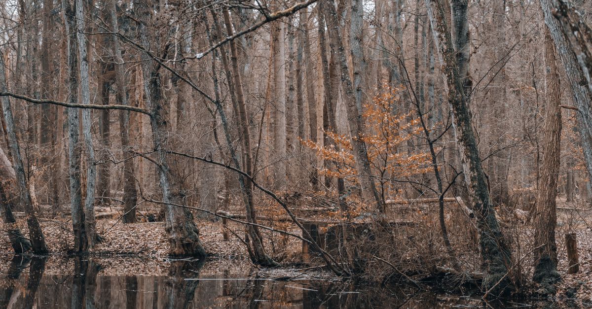 Peaceful autumn scene with barren trees and reflections in a calm pond within a forest park.