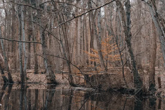 Still water at Weston Lake, an old river oxbow in Congaree