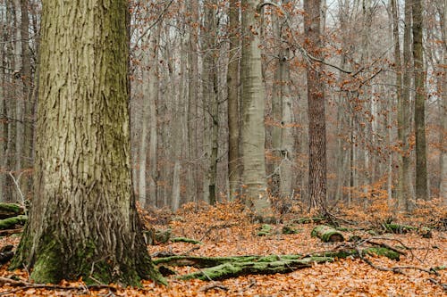 Fotobanka s bezplatnými fotkami na tému divá príroda, jeseň, krajina