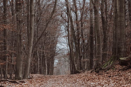 Ilmainen kuvapankkikuva tunnisteilla erämaa, maisema, metsä