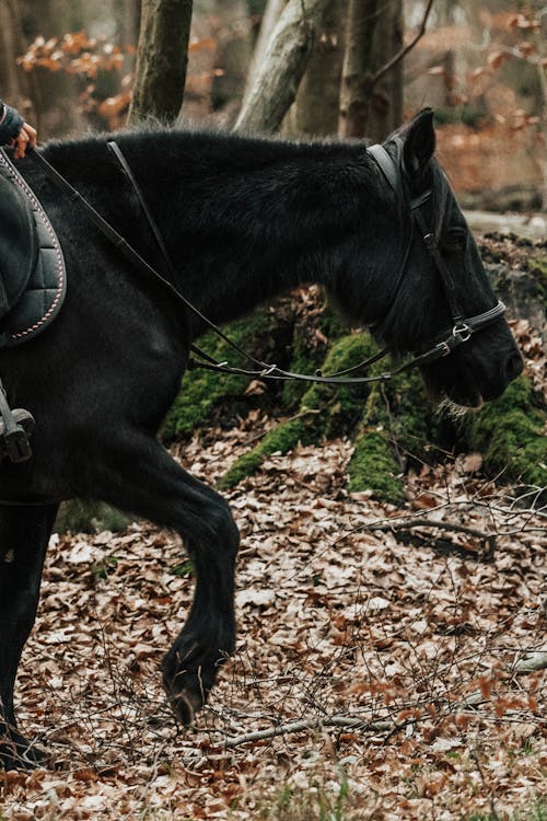 Person Horseback Riding