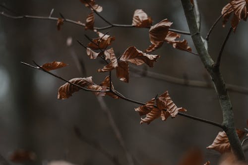 Foto profissional grátis de árvore, castanho, declínio