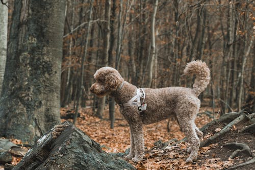 Gratis lagerfoto af dyrefotografering, hund, natur